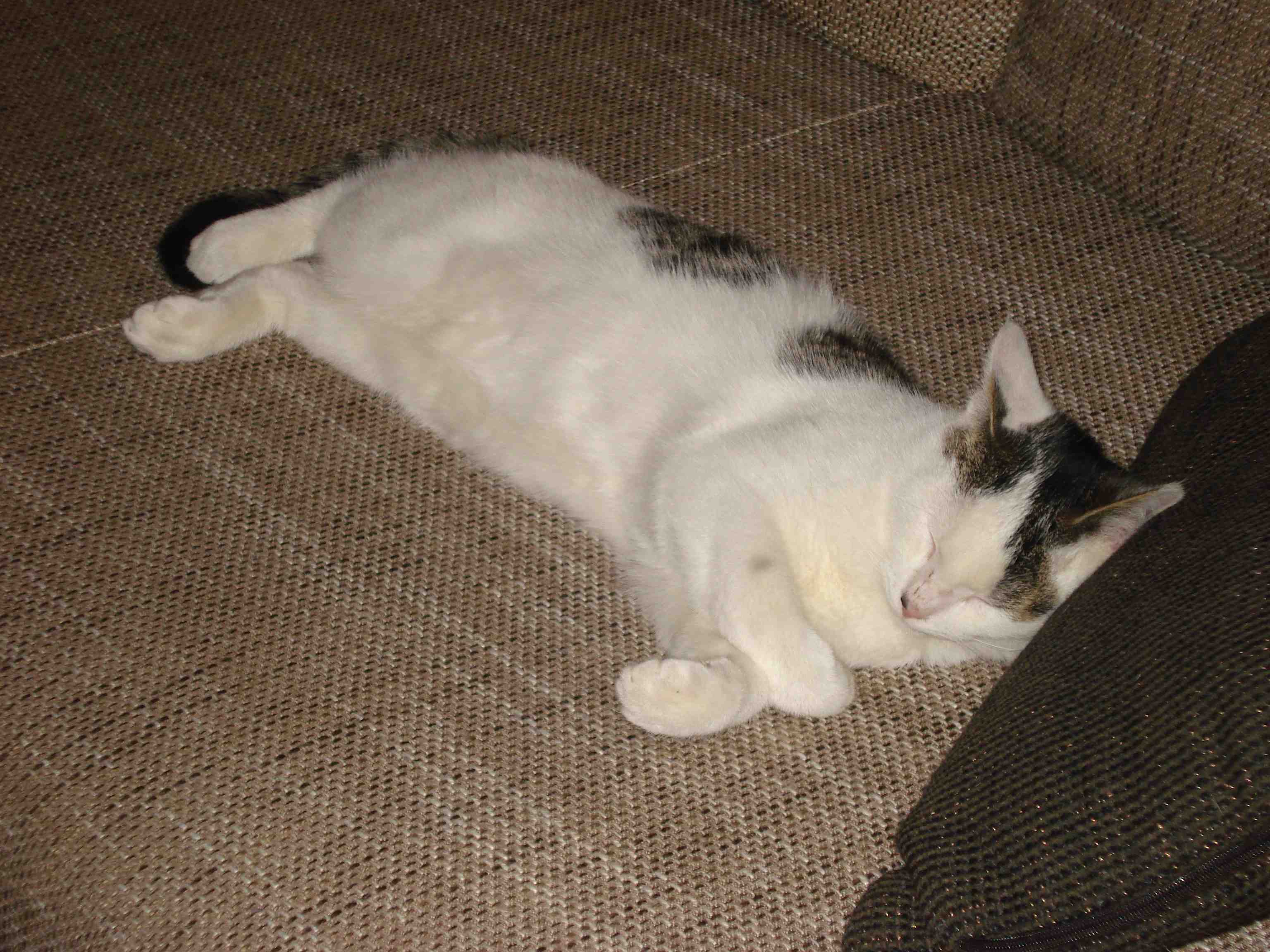 Luka