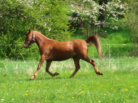 Jilfan Amira