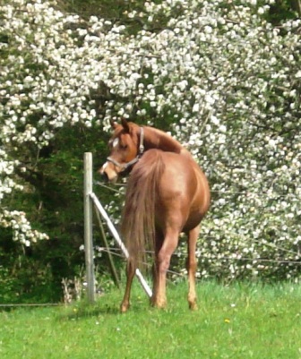 Jilfan Amira