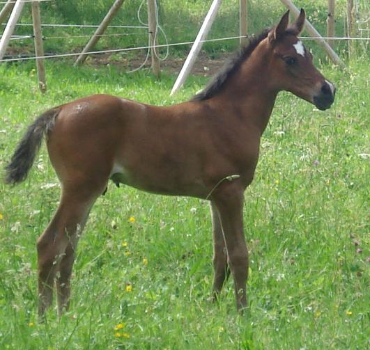 SA Bardolino