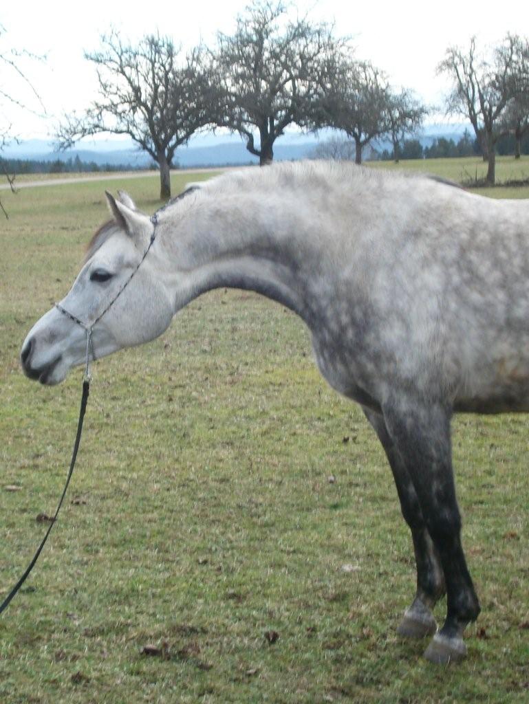 Conchita