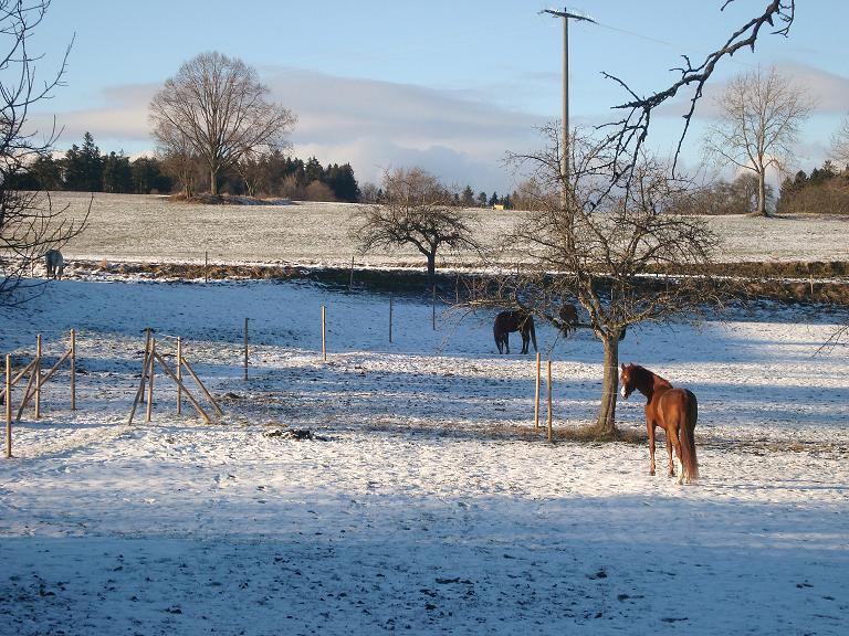 Im Schnee 2010