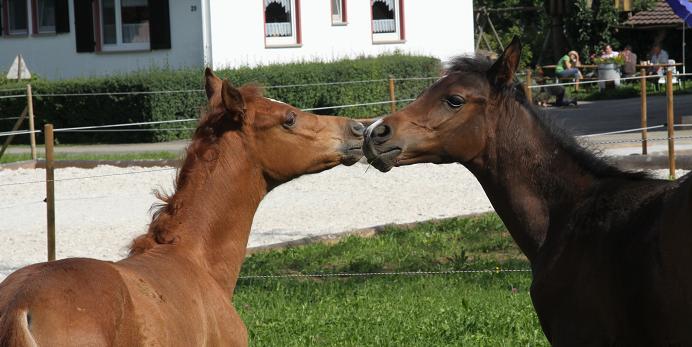 Bailando & Bardolino