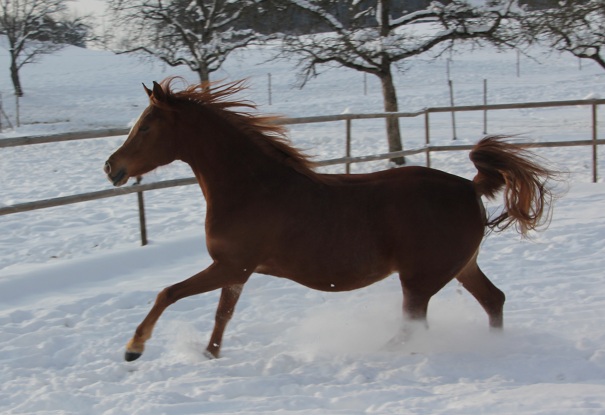 Sadifah