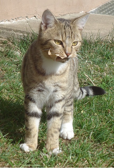 Simba
