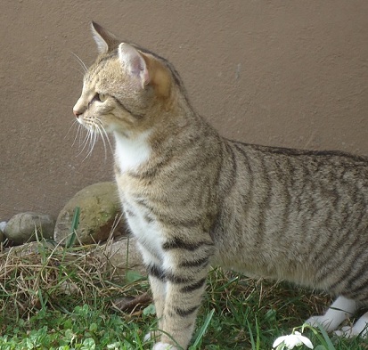 Simba