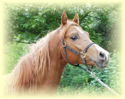 Barolo
