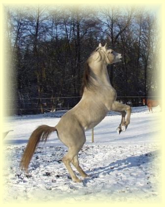Shaheer